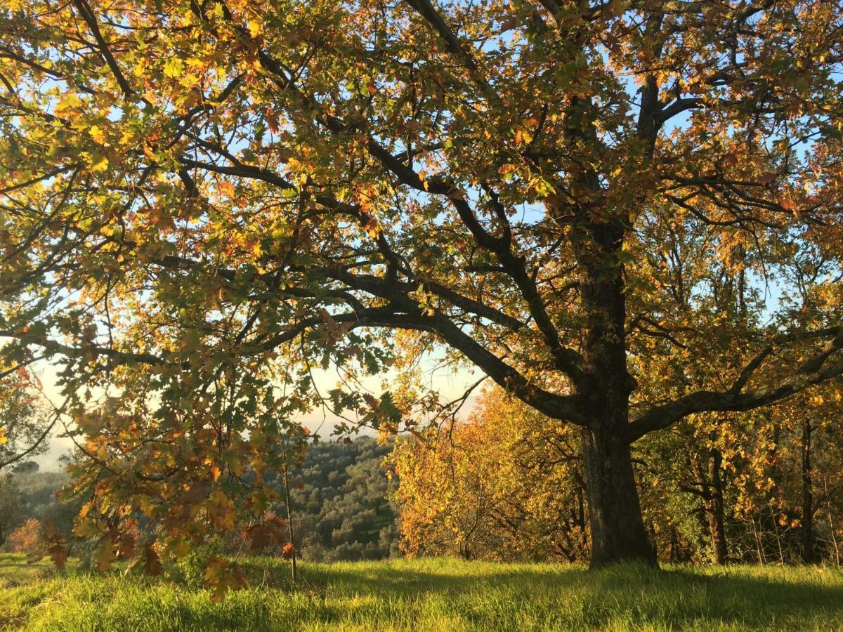 Agriturismo Podere Rondinaio Lamporecchio Zewnętrze zdjęcie