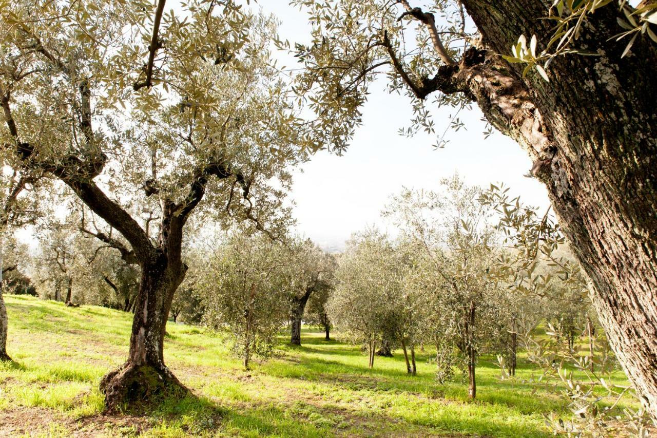 Agriturismo Podere Rondinaio Lamporecchio Zewnętrze zdjęcie